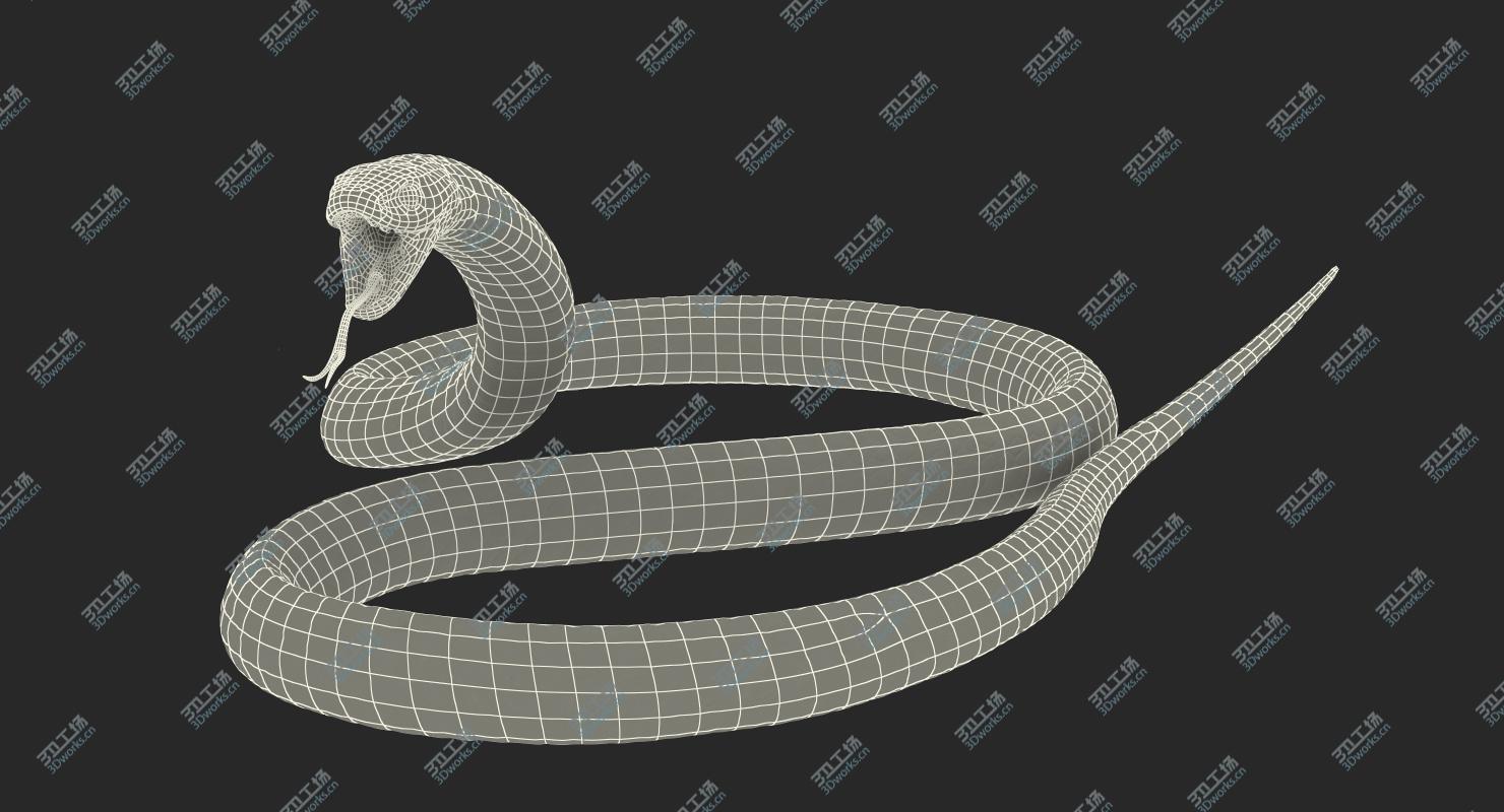images/goods_img/202104092/Desert Black King Snake Rigged for Cinema 4D 3D model/5.jpg